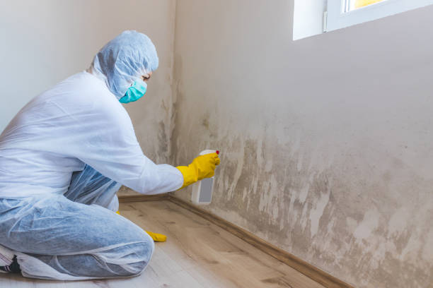 Licensed Mold Inspection service in West Sayville, NY - WQB Mold Removal